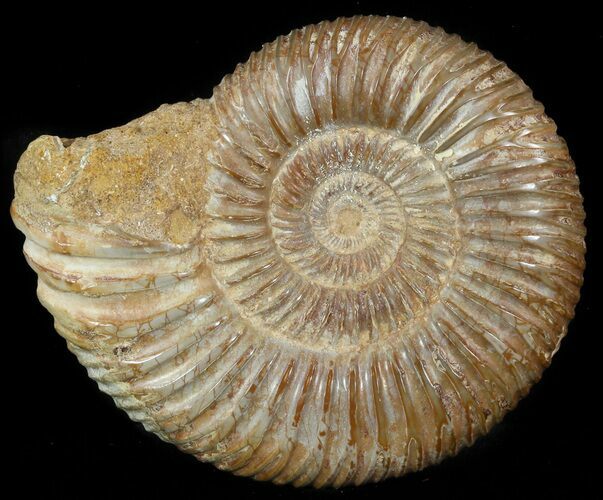 Perisphinctes Ammonite - Jurassic #46918